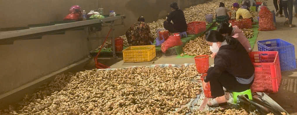 Premium Fresh Ginger Export from Vietnam | New Crop Ginger Supplier | Cat Lai Port & Hai Phong Port | Wholesale Fresh Ginger