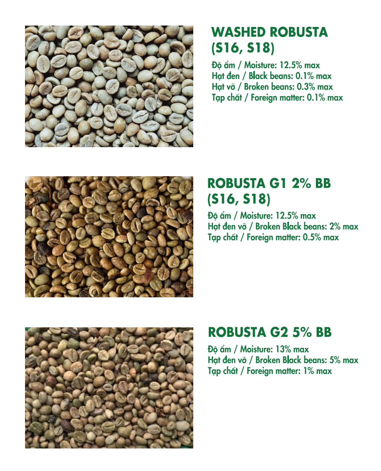 Vietnam Premium Green Robusta Coffee Beans for Export | FOB Cat Lai Port | Bulk Supply