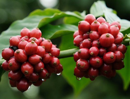 Vietnam Premium Green Robusta Coffee Beans for Export | FOB Cat Lai Port | Bulk Supply